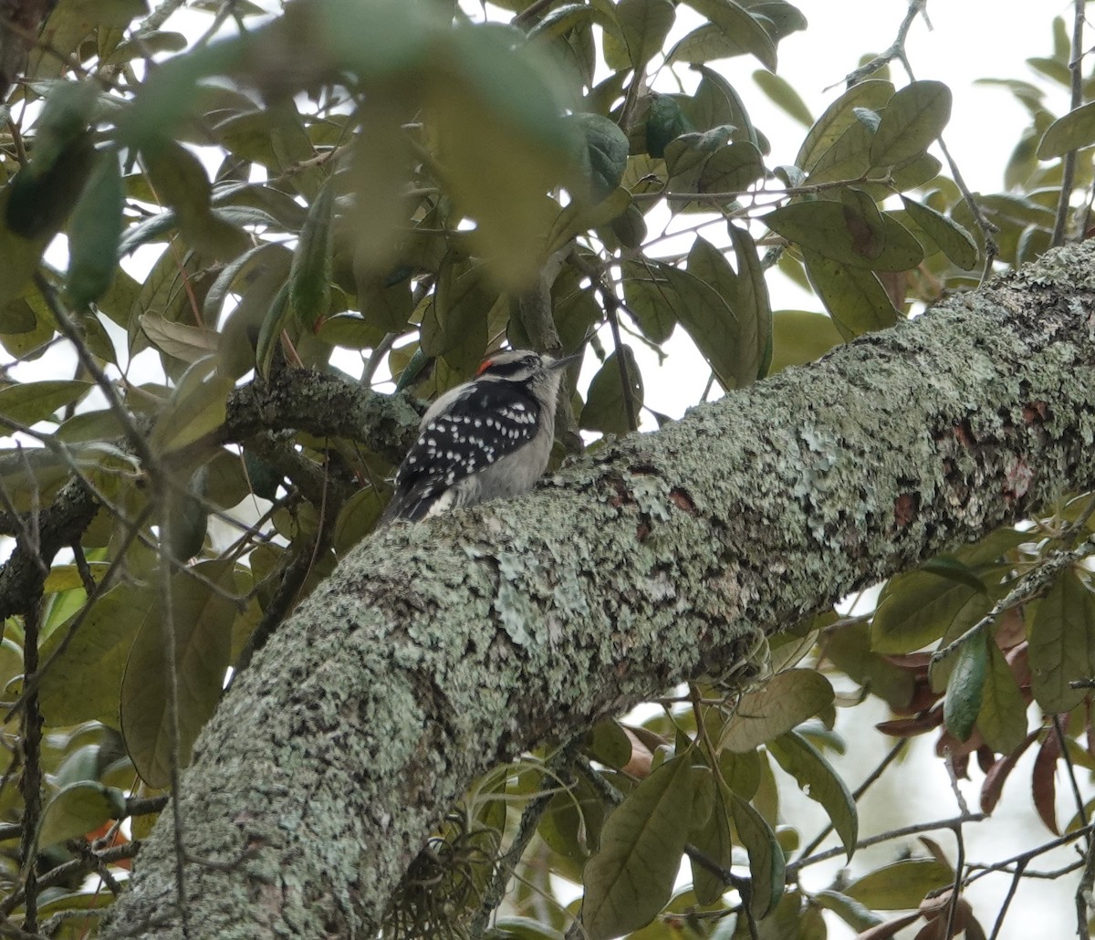 Downy Woodpecker - ML609762118