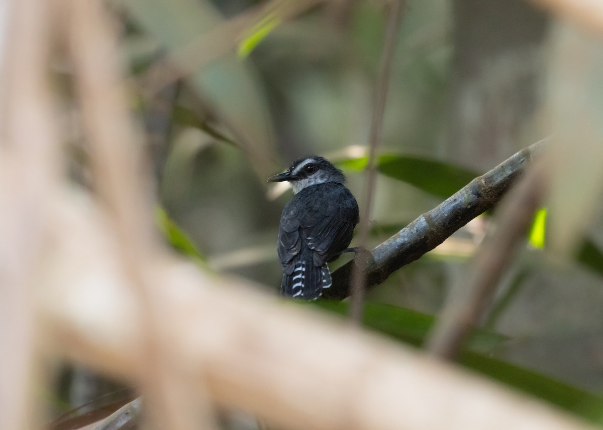 White-throated Antbird - Silvia Faustino Linhares