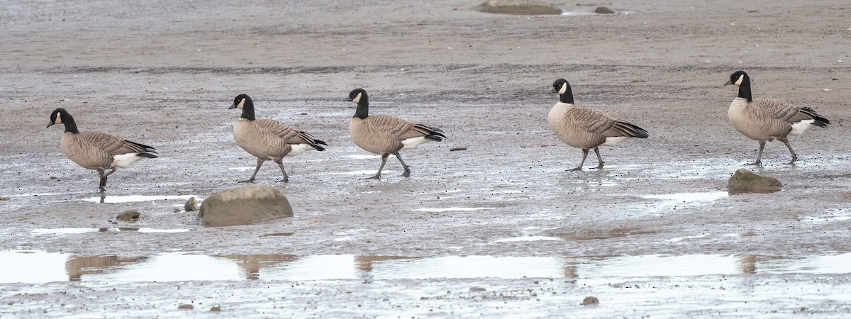 Cackling Goose - Annie Lavoie