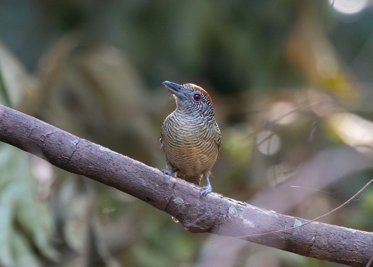 Fasciated Antshrike - ML609762192