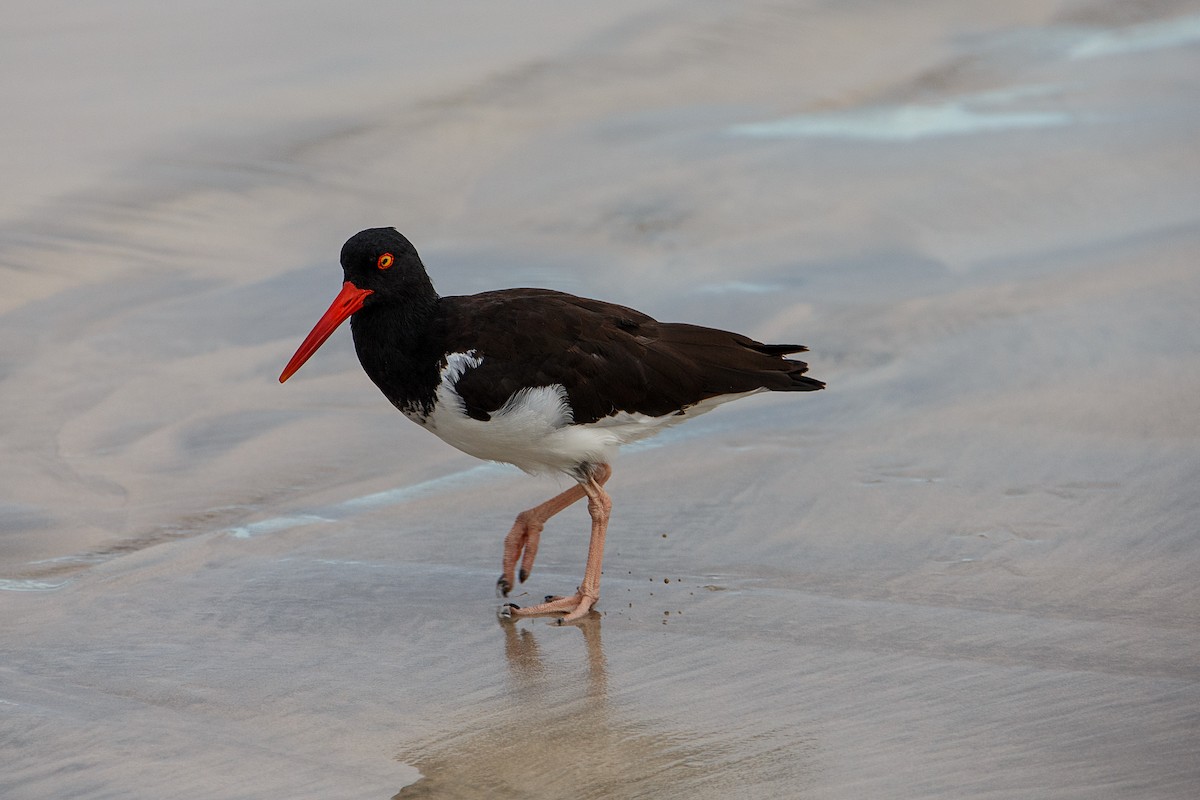 American Oystercatcher - ML609762286