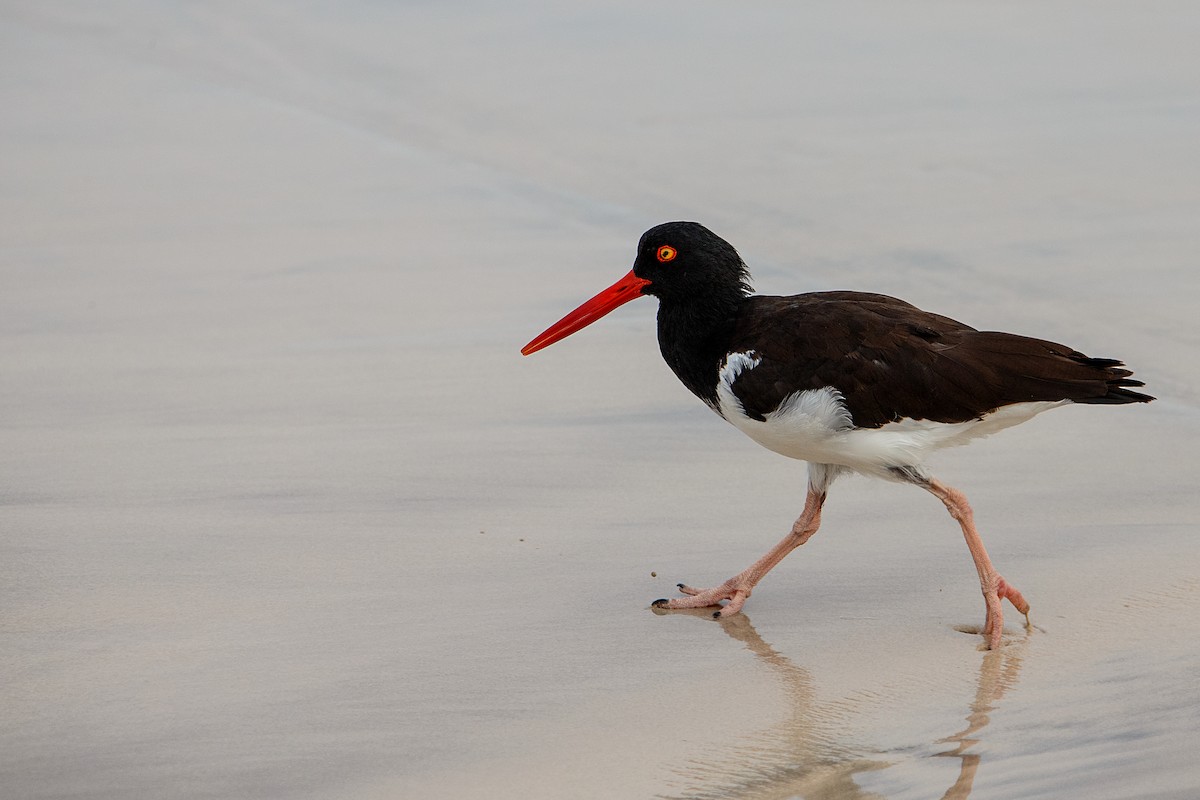 American Oystercatcher - ML609762289