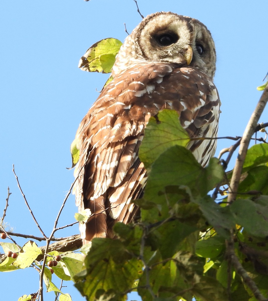 Barred Owl - ML609762323