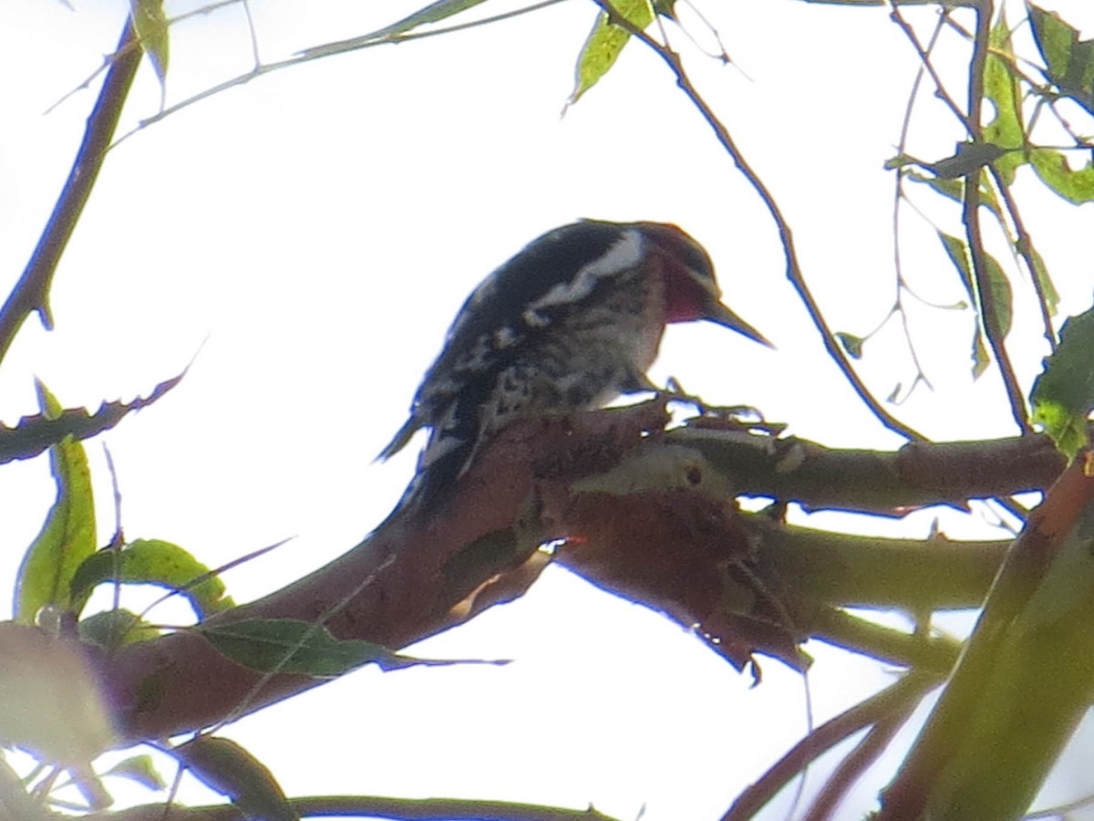 Red-naped/Red-breasted Sapsucker - Jasmine Kay