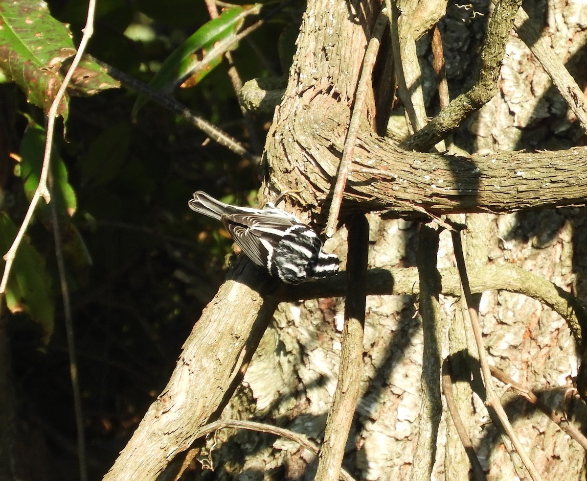 Black-and-white Warbler - ML609762389