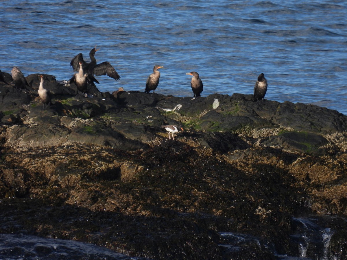 American Oystercatcher - ML609762399