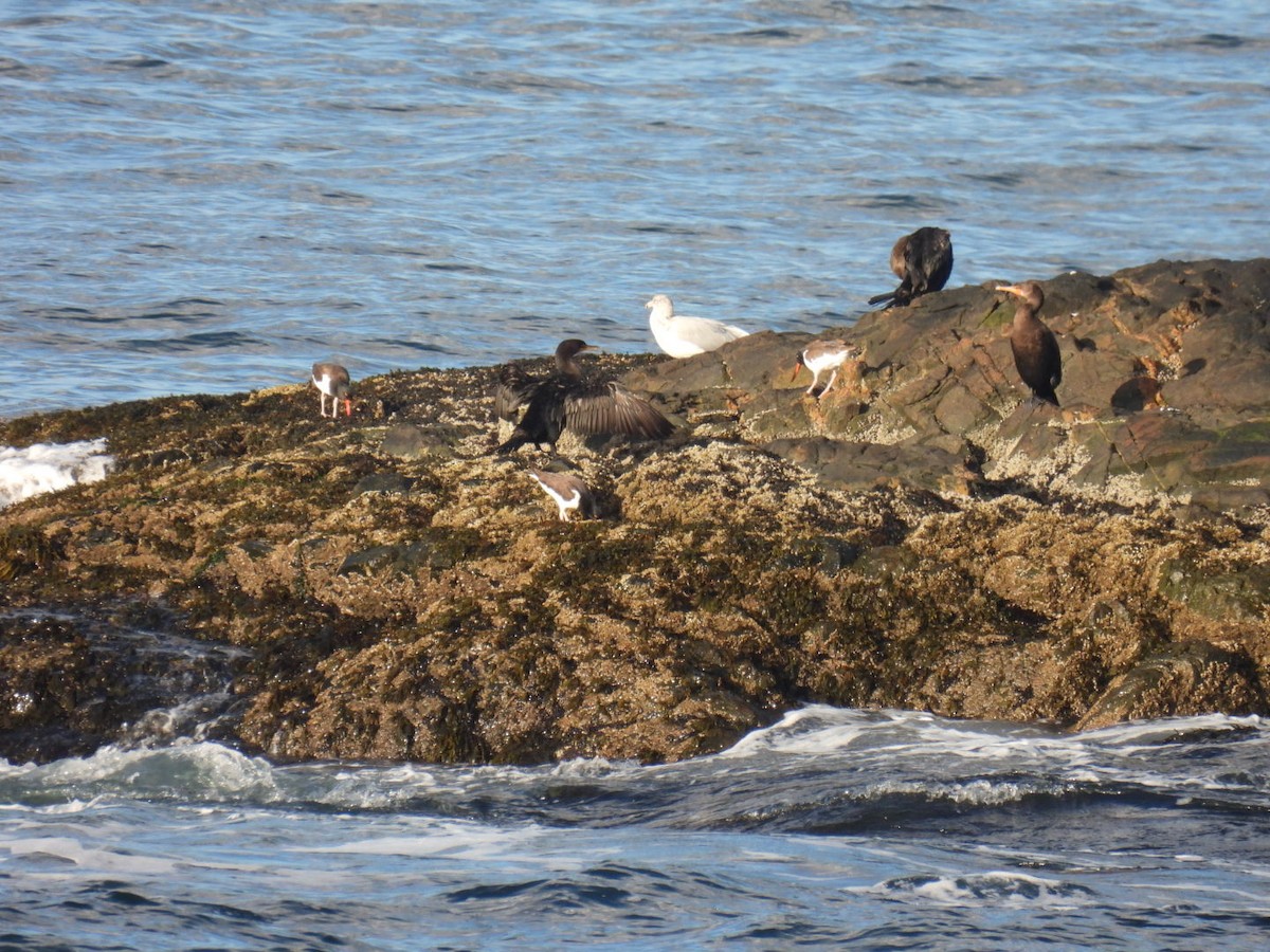 American Oystercatcher - ML609762400