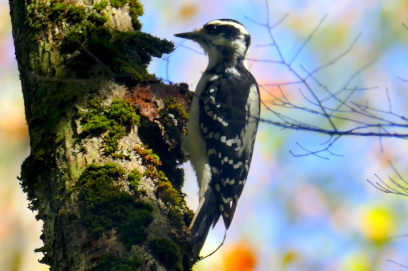 Hairy Woodpecker - ML609762618