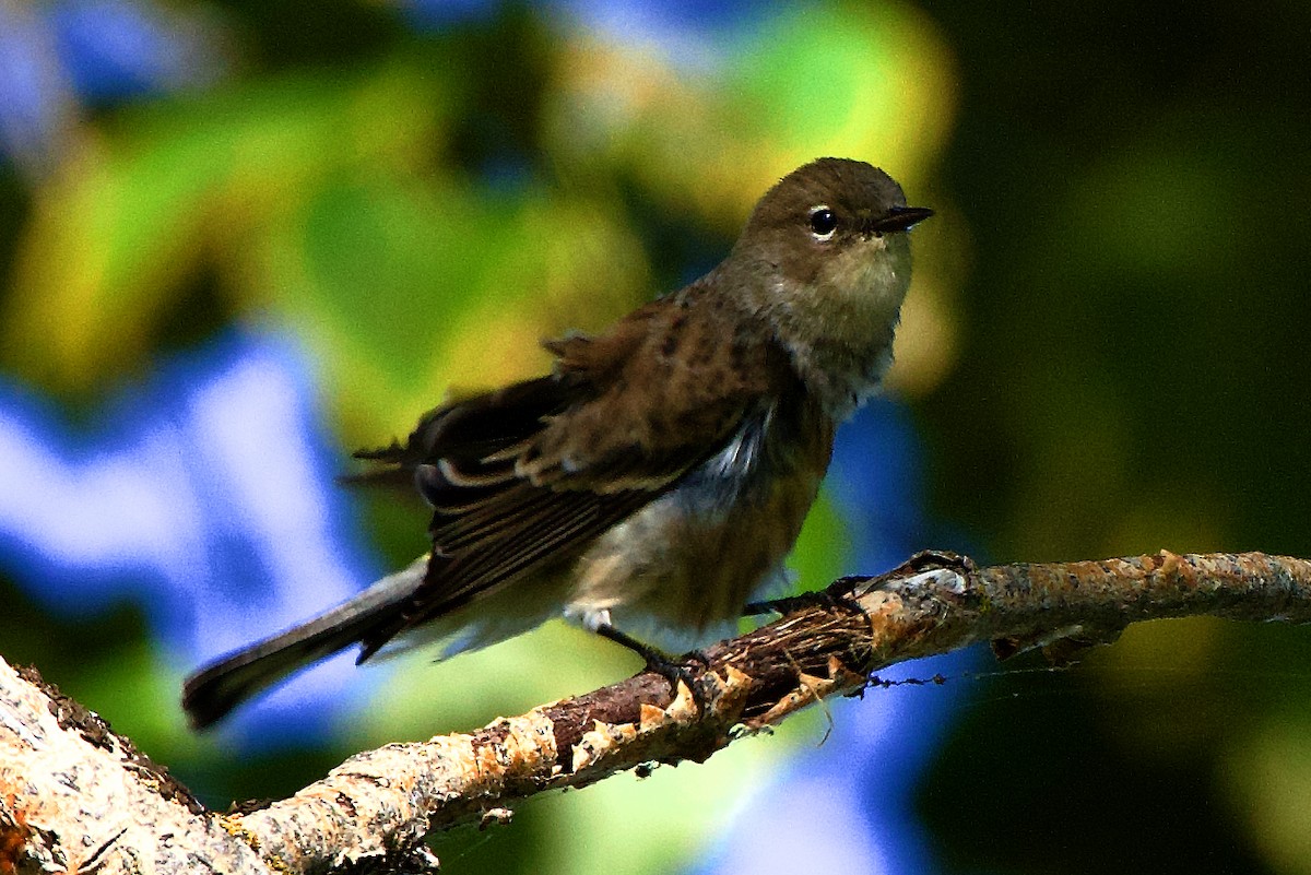 Yellow-rumped Warbler (Myrtle) - gene collins