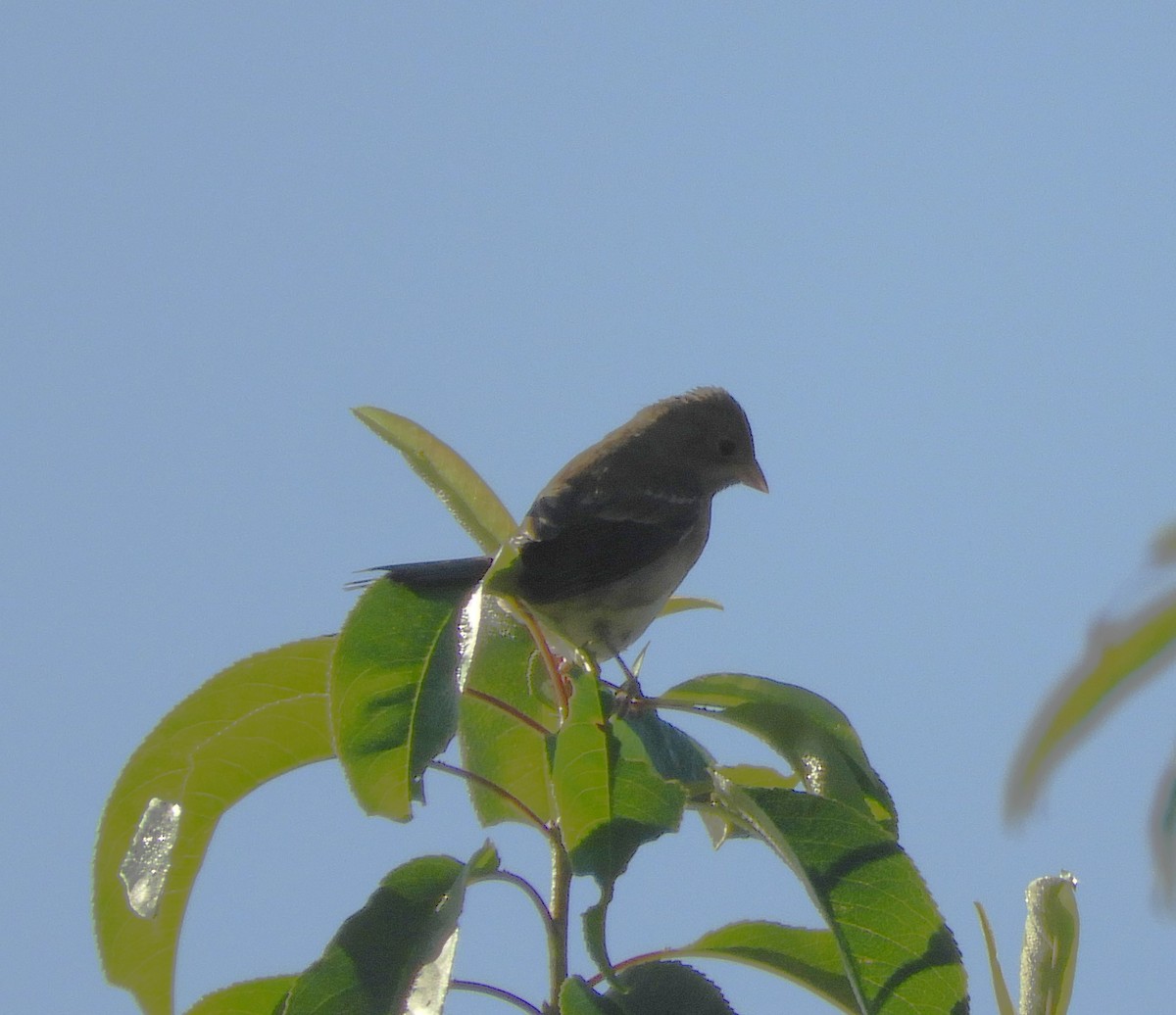 Field Sparrow - ML609762654