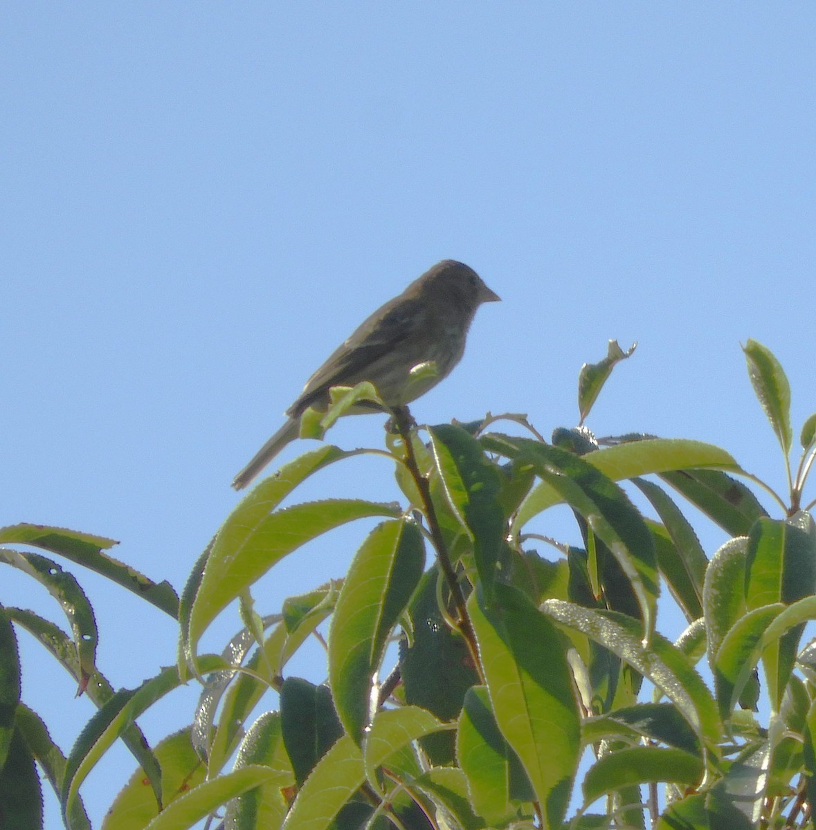 Field Sparrow - ML609762689