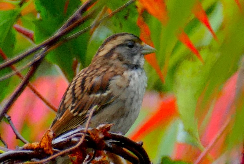 White-throated Sparrow - Brad Woodward
