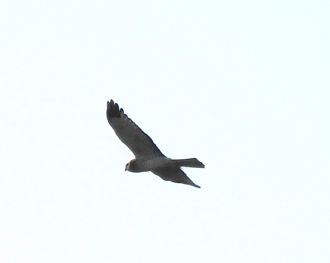 Northern Harrier - Cynthia Nickerson