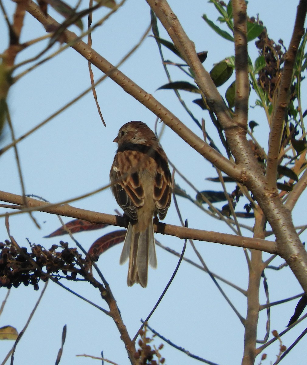 Field Sparrow - ML609762732