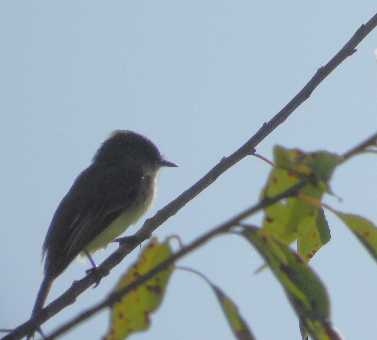 Eastern Phoebe - Cynthia Nickerson