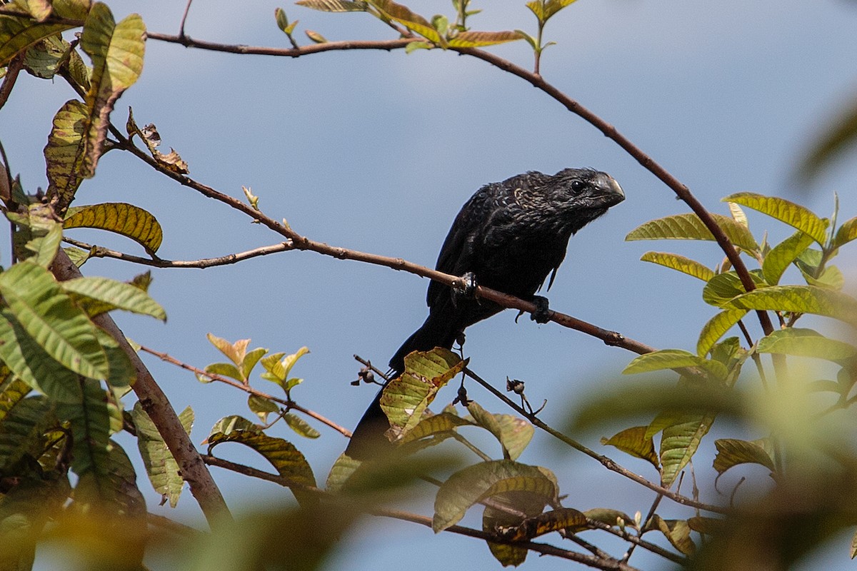Smooth-billed Ani - Anonymous