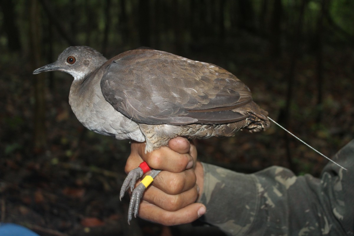 Undulated Tinamou - Diego Pedroza