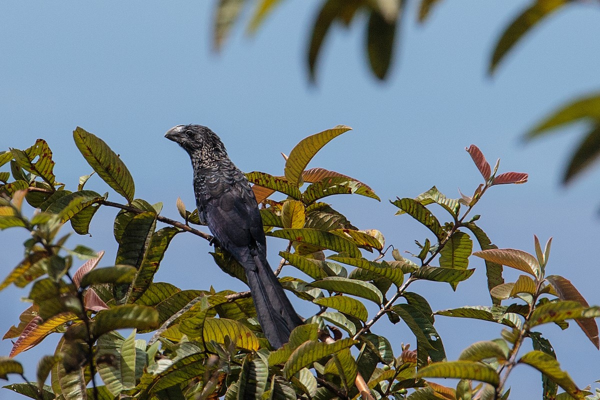 Smooth-billed Ani - Anonymous