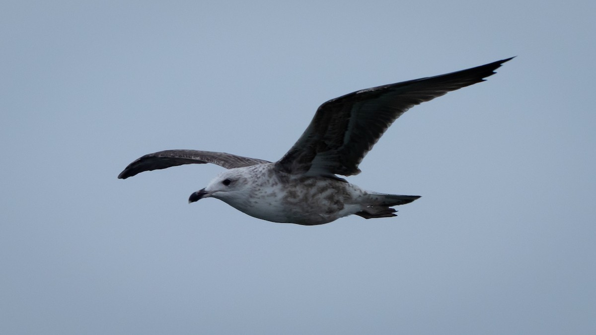 Lesser Black-backed Gull - ML609762800