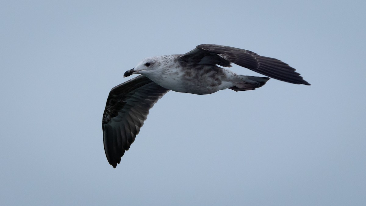 Gaviota Sombría - ML609762801