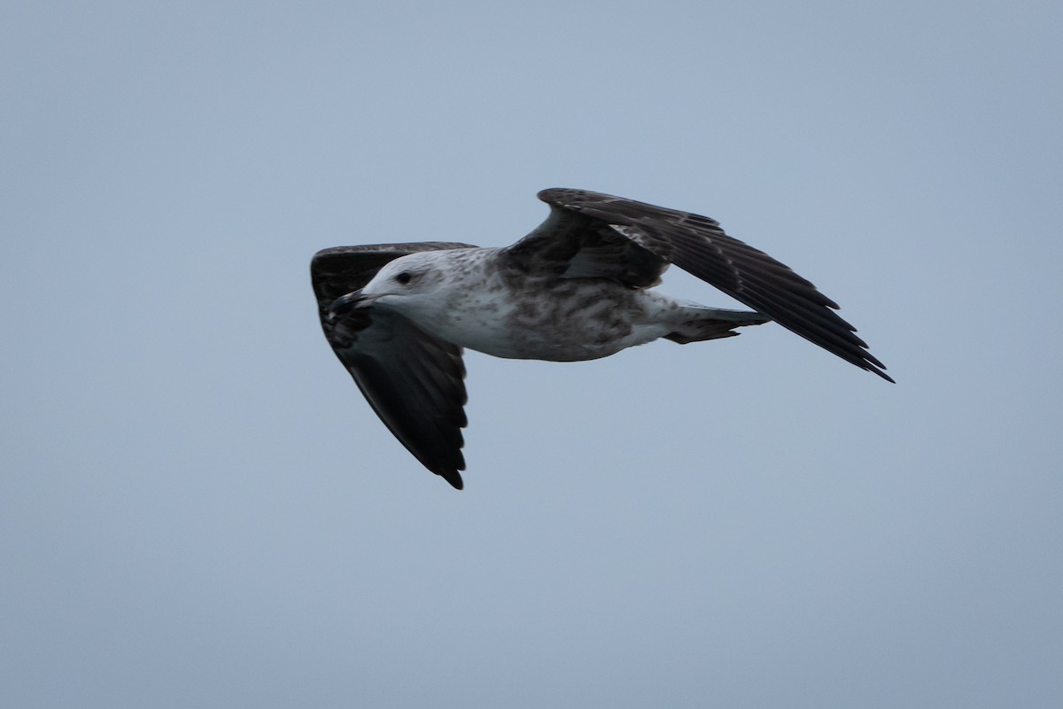 Lesser Black-backed Gull - ML609762802