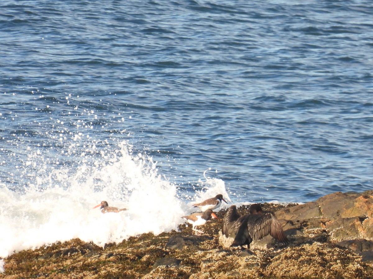 American Oystercatcher - ML609762814