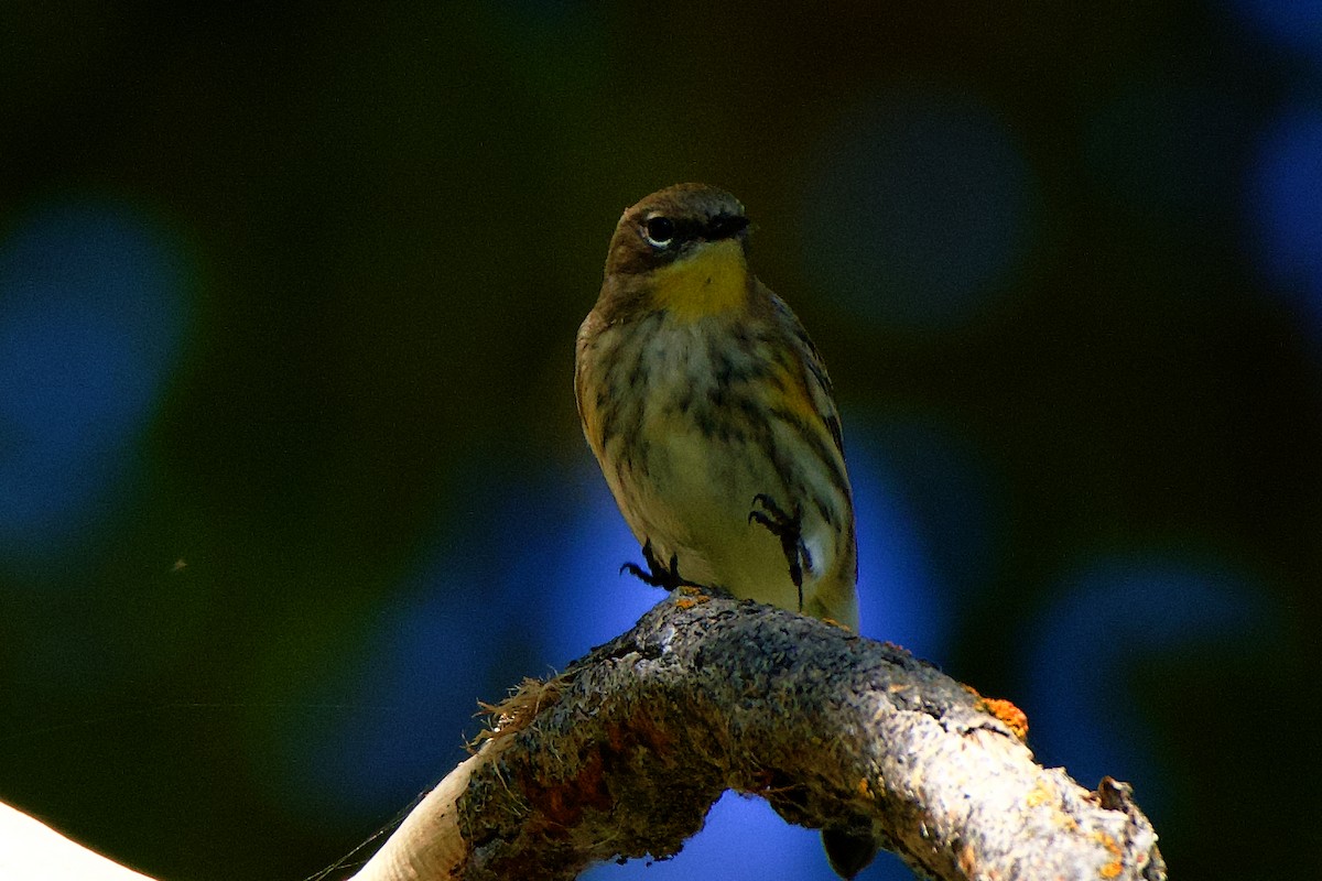 Yellow-rumped Warbler (Audubon's) - gene collins