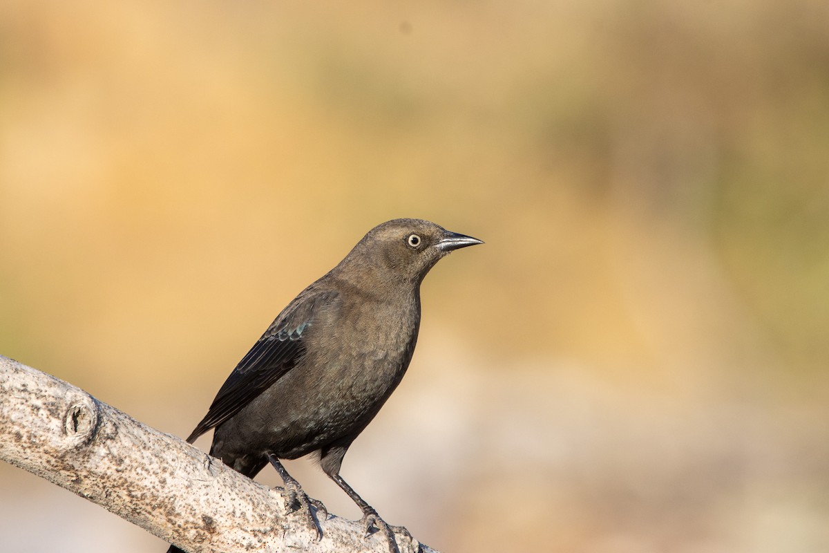 Brewer's Blackbird - ML609762967