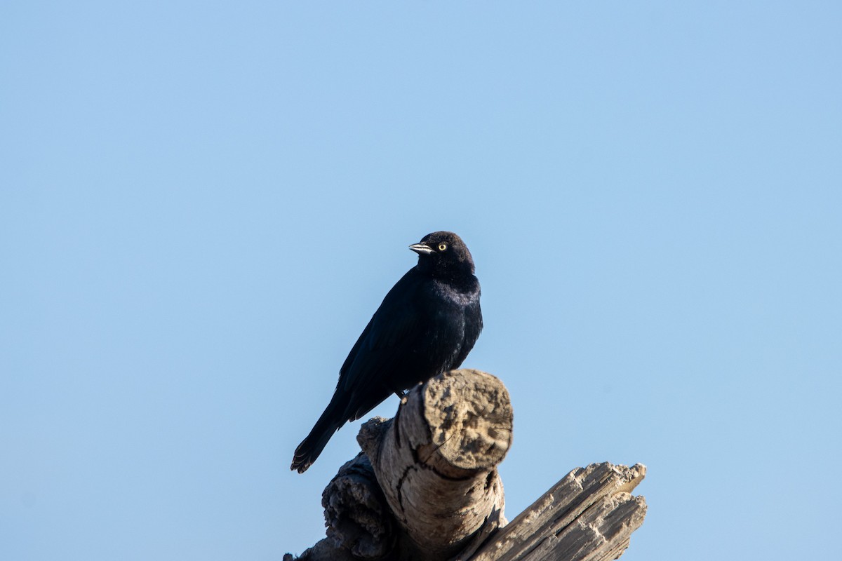 Brewer's Blackbird - ML609762975