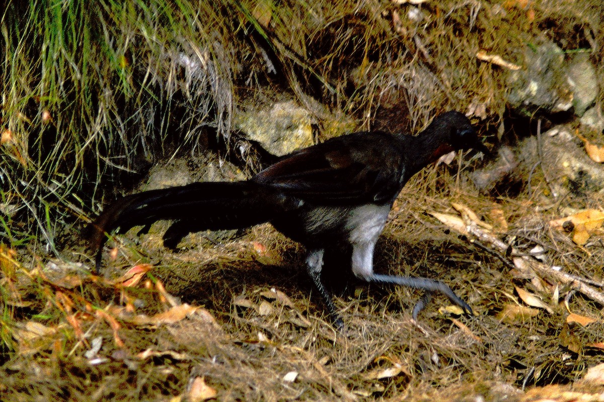 Superb Lyrebird - Kimball Garrett