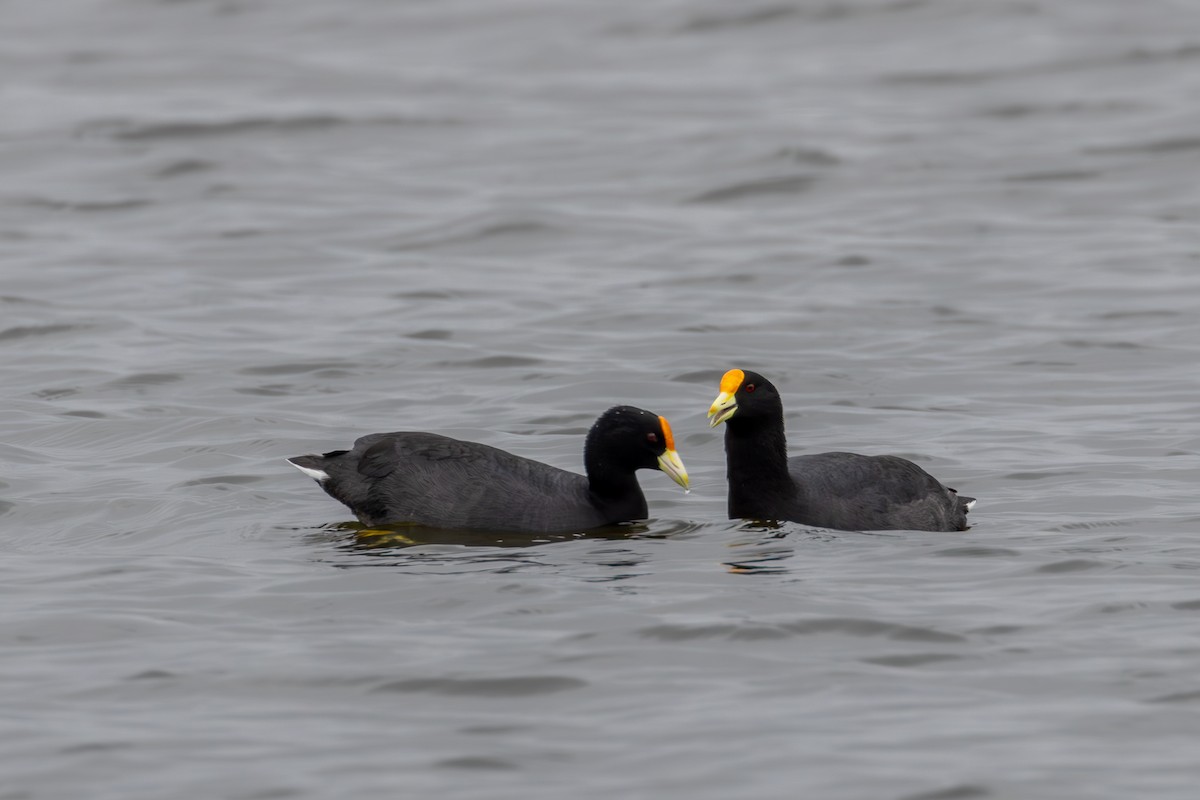 White-winged Coot - ML609763297