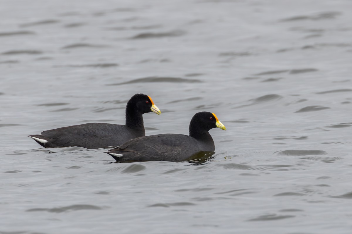 White-winged Coot - ML609763301
