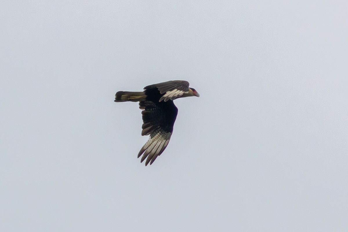 Crested Caracara - ML609763412