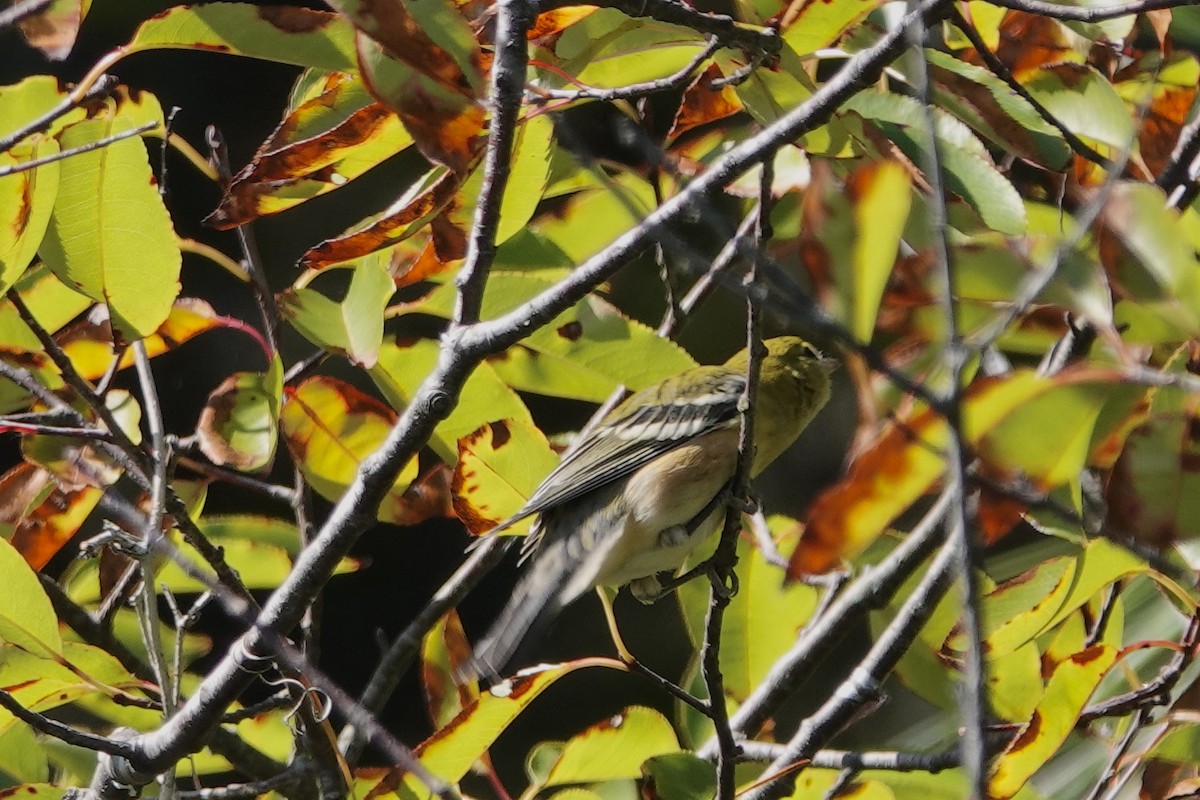 Bay-breasted Warbler - June McDaniels