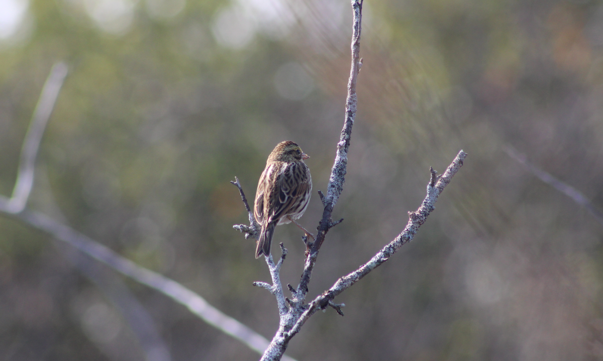 Savannah Sparrow - ML609763520