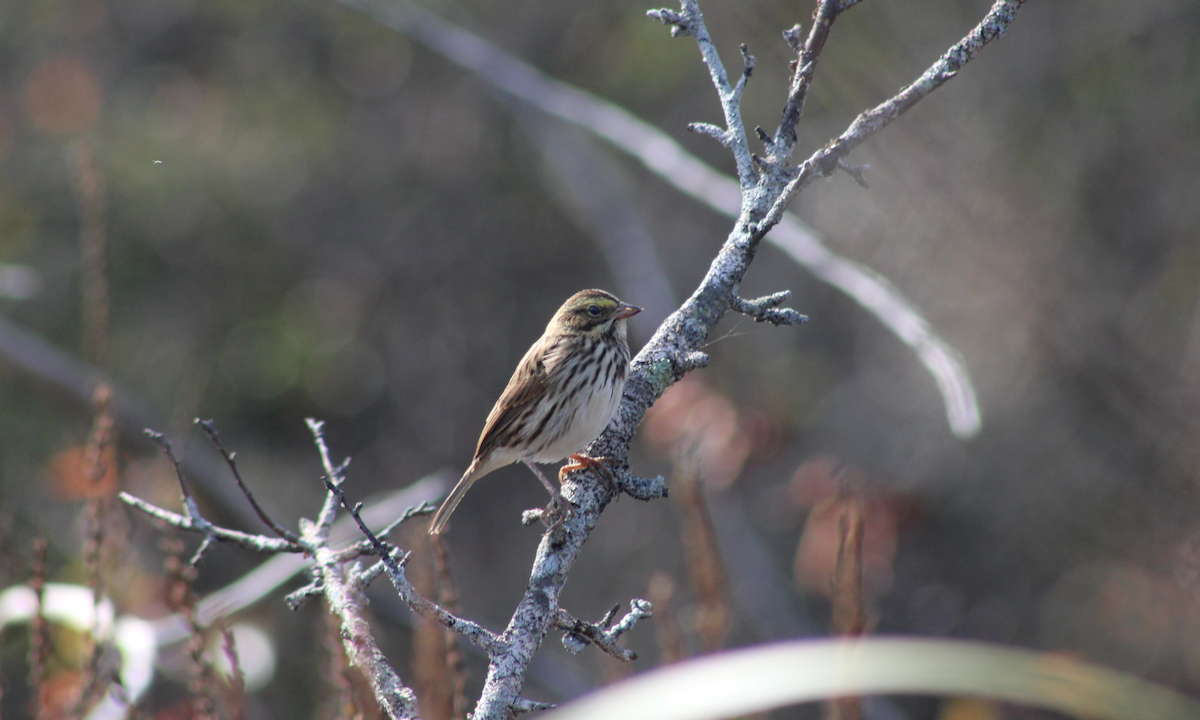 Savannah Sparrow - ML609763521