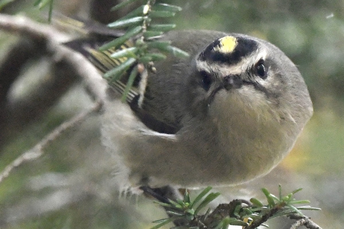 Golden-crowned Kinglet - ML609763633