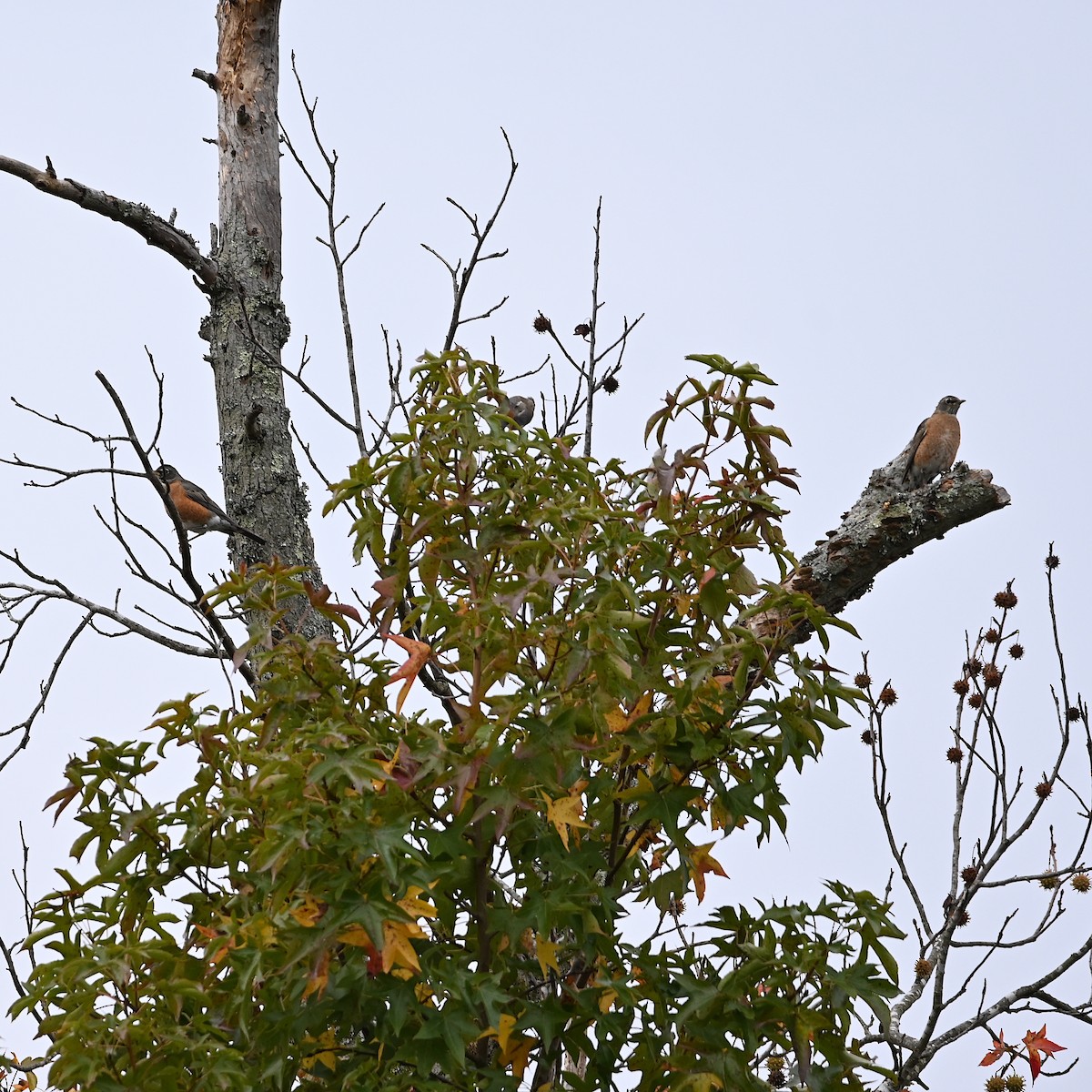 American Robin - ML609763700