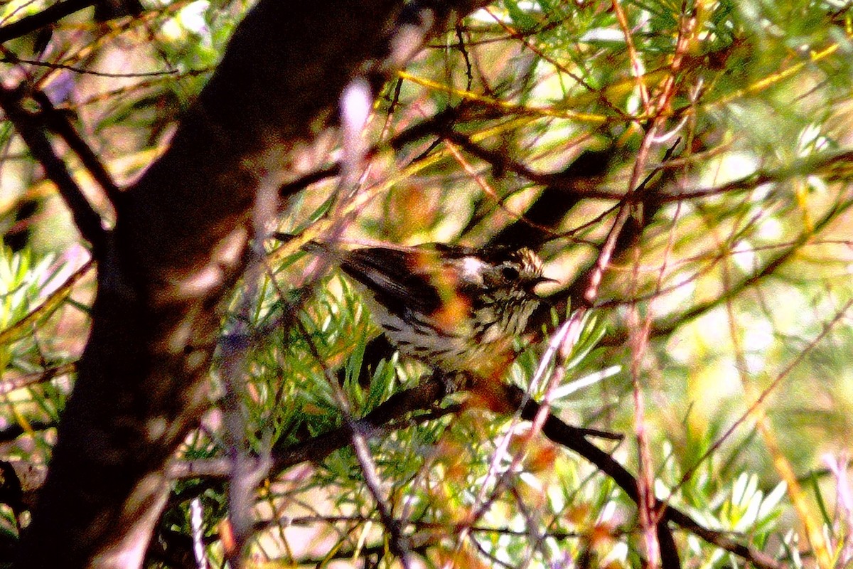 Speckled Warbler - Kimball Garrett