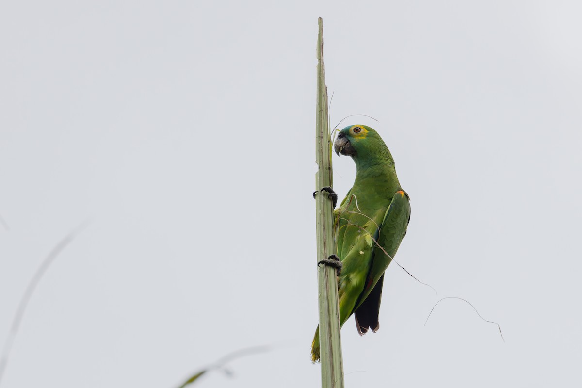 Turquoise-fronted Parrot - ML609763724