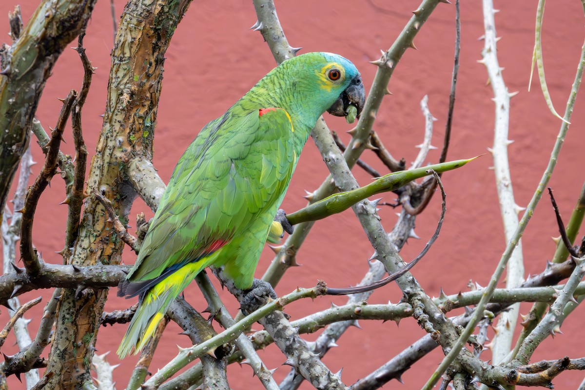 Turquoise-fronted Parrot - ML609763725