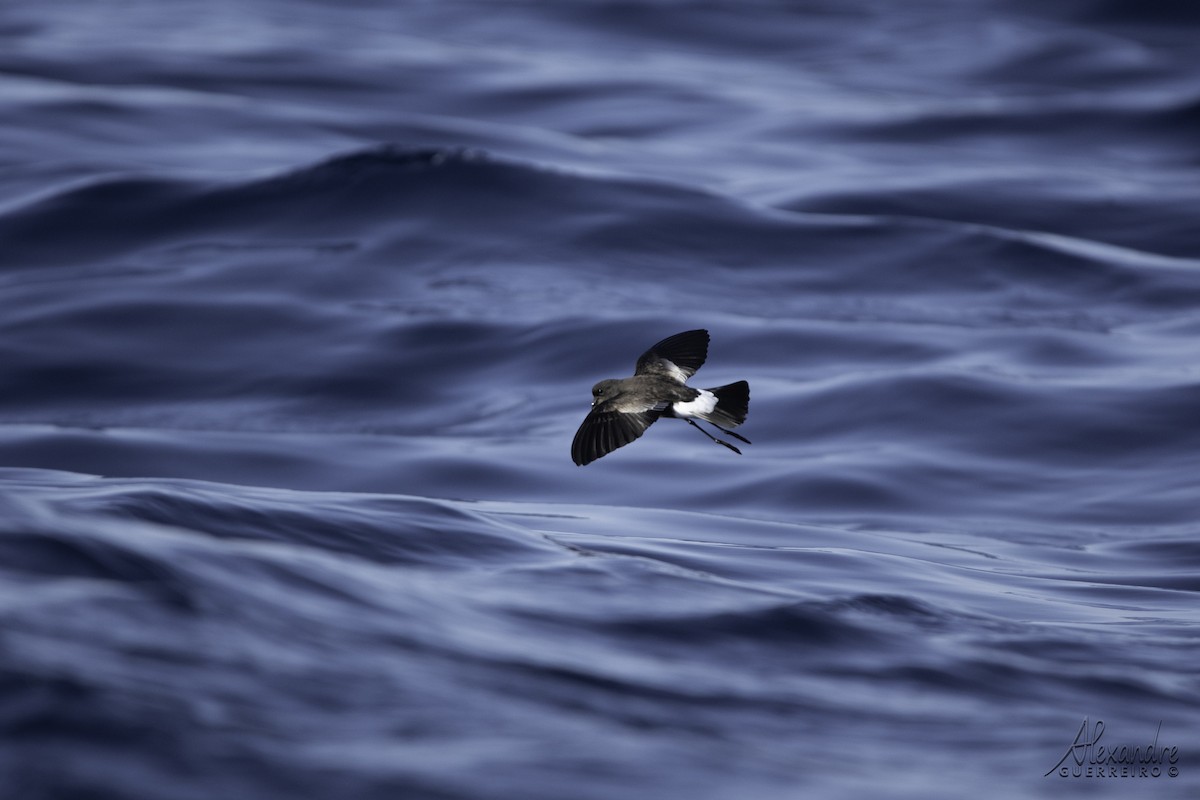 Wilson's Storm-Petrel - ML609763758