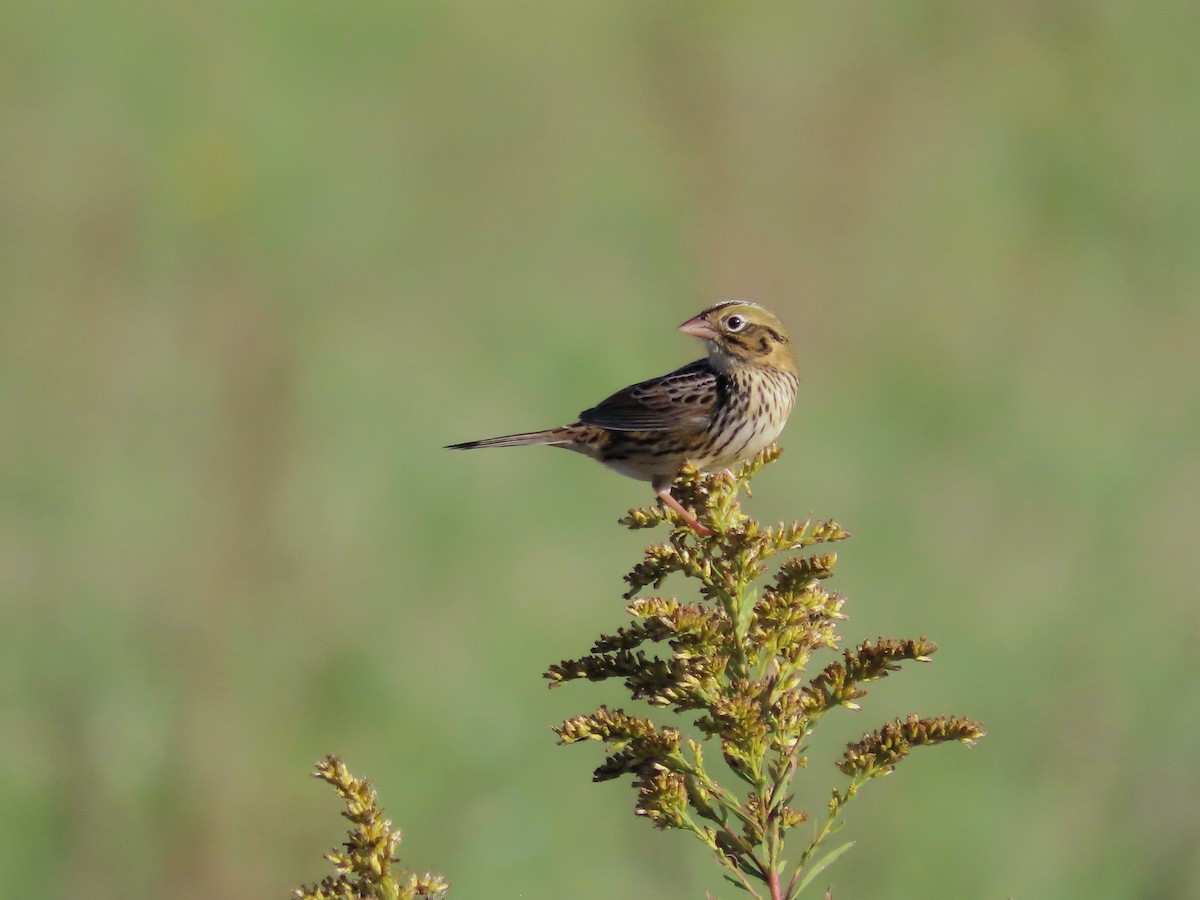 Henslow's Sparrow - ML609763799