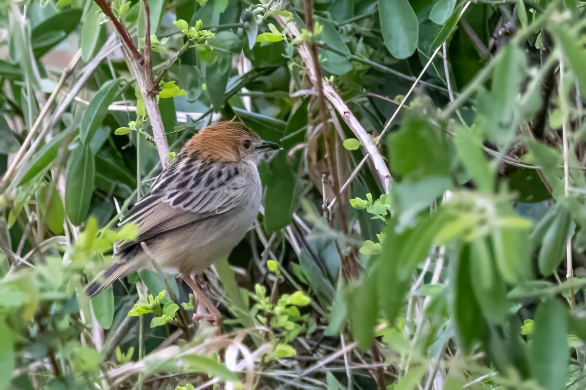 Stout Cisticola - ML609763887