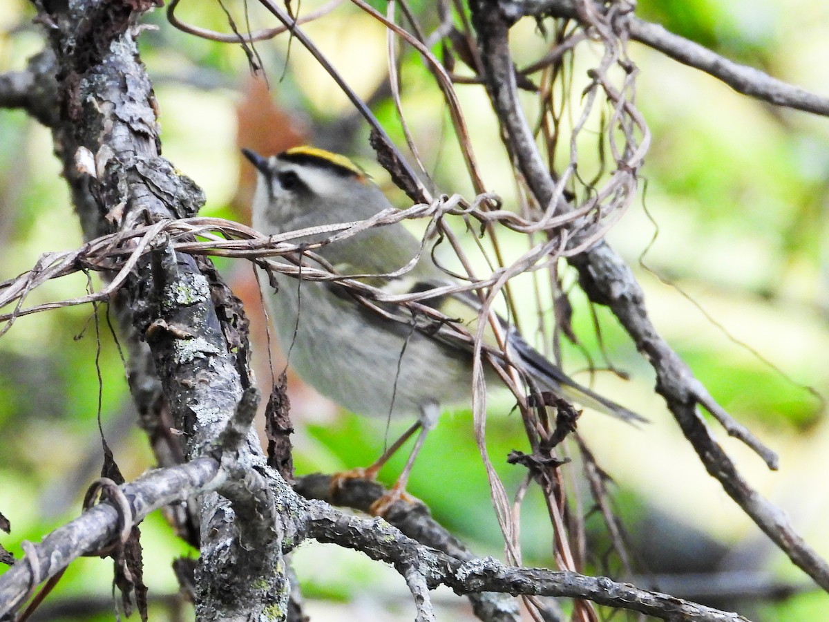 Golden-crowned Kinglet - ML609763975
