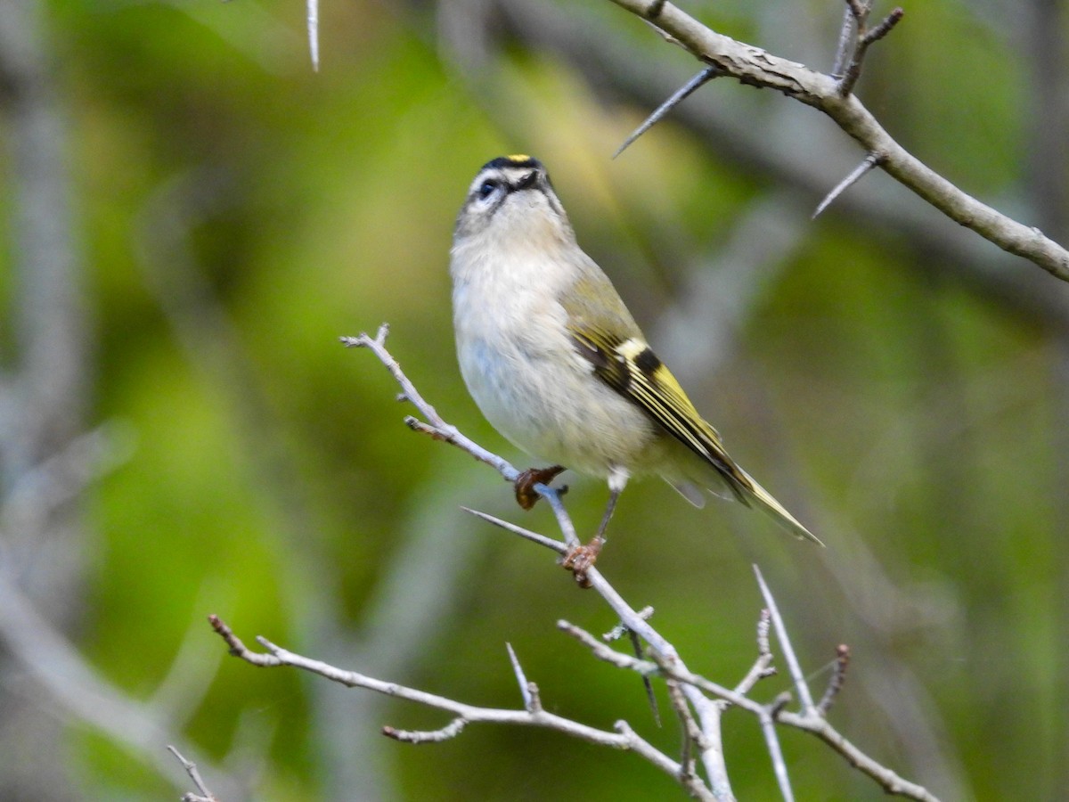 Golden-crowned Kinglet - ML609763976