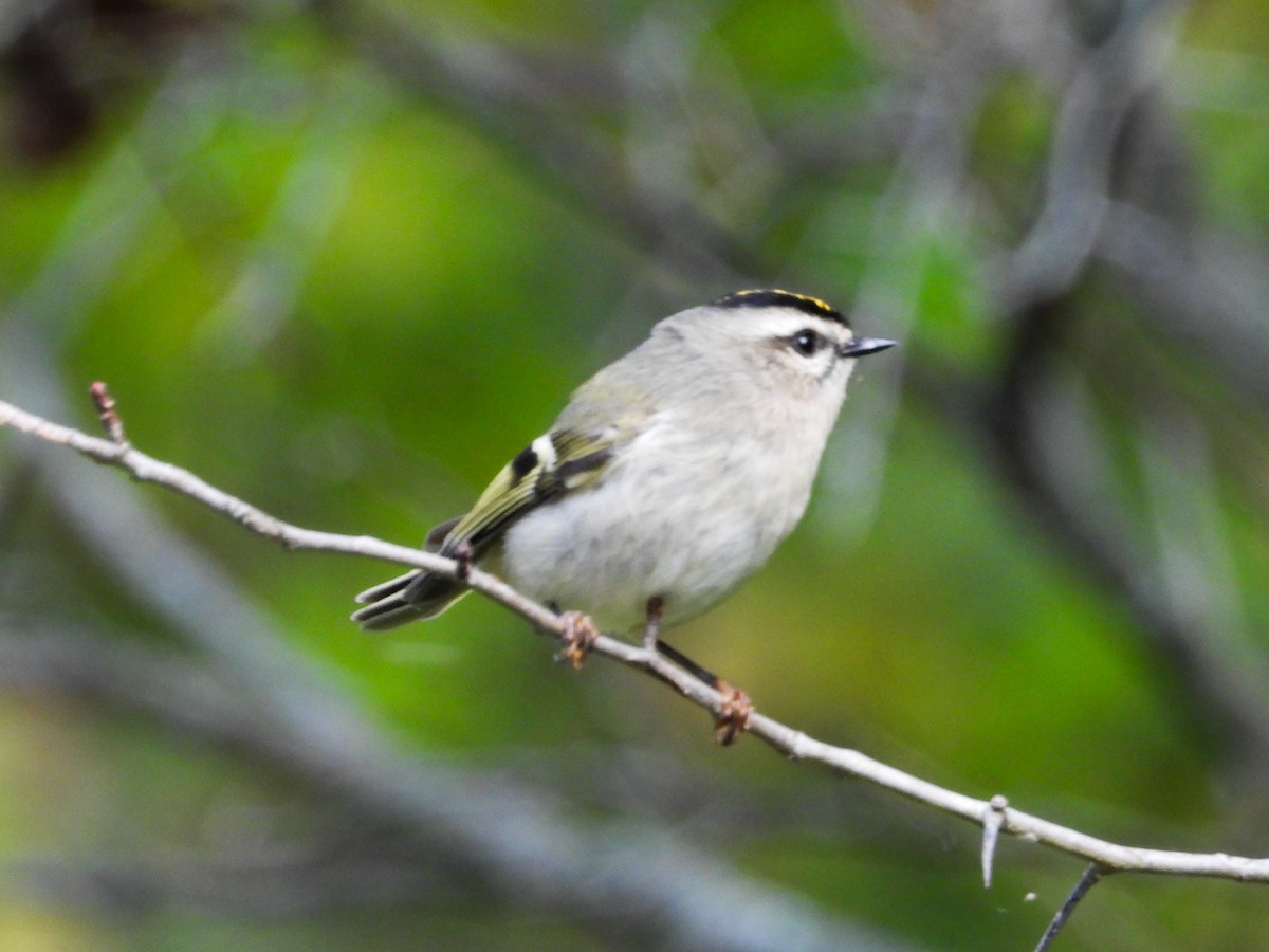 Golden-crowned Kinglet - ML609763977