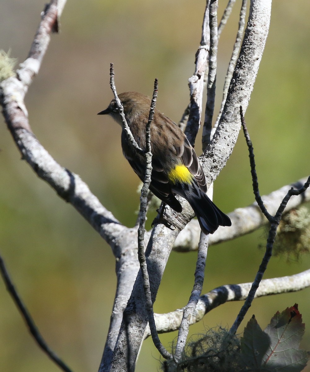 Yellow-rumped Warbler - ML609764034