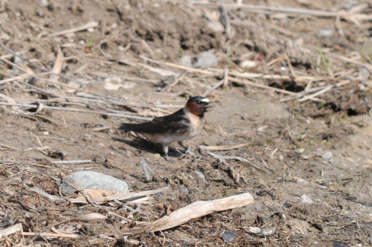 Cliff Swallow - ML609764102