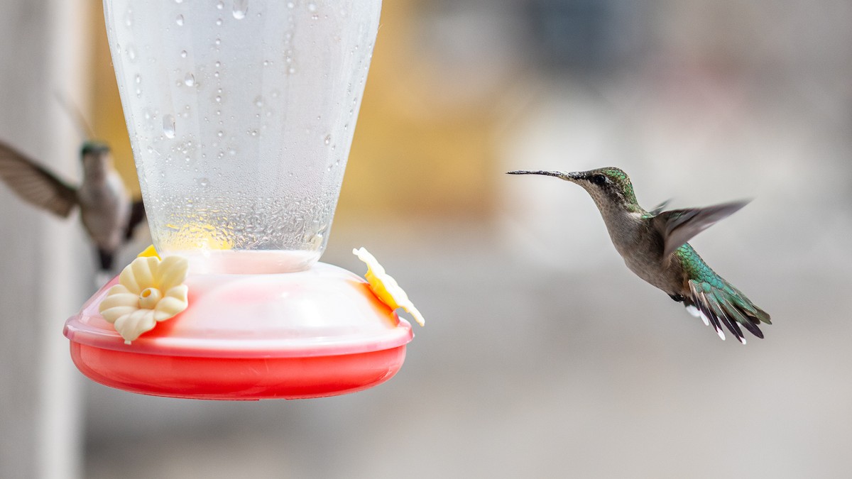 Ruby-throated Hummingbird - ML609764117
